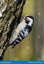 Attēlu rezultāti vaicājumam “Dendrocopos minor”