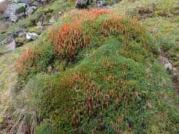 Attēlu rezultāti vaicājumam “Polytrichastrum formosum sporophyte”