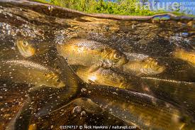 Image result for Alosa pseudoharengus