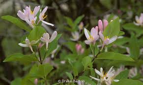 Attēlu rezultāti vaicājumam “Lonicera tatarica leaf”