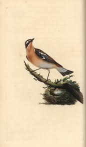 Attēlu rezultāti vaicājumam “Saxicola rubetra”