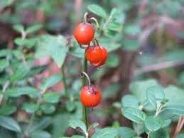 Attēlu rezultāti vaicājumam “Convallaria majalis fruit”