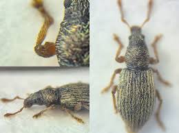 Attēlu rezultāti vaicājumam “Paradiacheopsis rigida macro”