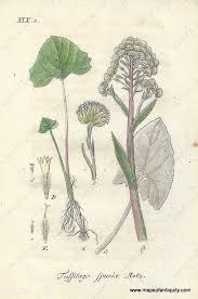 Attēlu rezultāti vaicājumam “Petasites spurius flower”