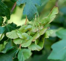 Attēlu rezultāti vaicājumam “Acer campestre fruit”