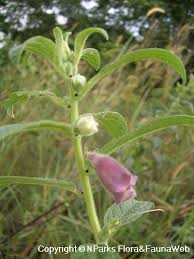 Attēlu rezultāti vaicājumam “Diderma radiatum sessile”