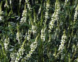 Attēlu rezultāti vaicājumam “Melilotus albus”