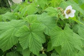 Attēlu rezultāti vaicājumam “Rubus parviflorus”