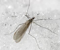 Attēlu rezultāti vaicājumam “Trichocera”