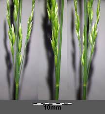 Attēlu rezultāti vaicājumam “Poa nemoralis leaf”