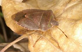 Attēlu rezultāti vaicājumam “Palomena prasina”