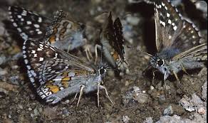 Attēlu rezultāti vaicājumam “Pyrgus alveus upperside”