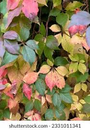 Attēlu rezultāti vaicājumam “Vitaceae”