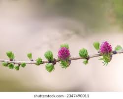 Attēlu rezultāti vaicājumam “Larix decidua flower”