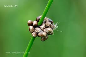 Attēlu rezultāti vaicājumam “Saturnia pavonia eggs”