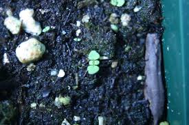 Attēlu rezultāti vaicājumam “Verbascum thapsus bud”