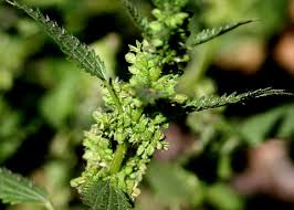 Attēlu rezultāti vaicājumam “Urtica urens”