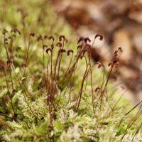 Attēlu rezultāti vaicājumam “Sciuro-hypnum curtum”