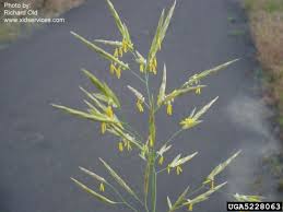 Attēlu rezultāti vaicājumam “Bromopsis inermis fruit”