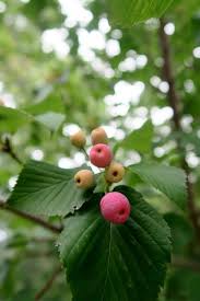 Attēlu rezultāti vaicājumam “Sorbus alnifolia”