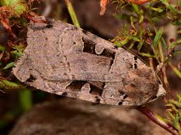 Attēlu rezultāti vaicājumam “Xestia triangulum”