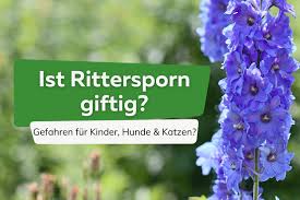 Image result for Rittersporn