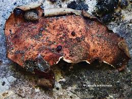 Attēlu rezultāti vaicājumam “Dermatocarpon miniatum”