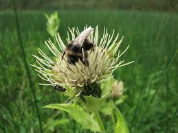 Attēlu rezultāti vaicājumam “Cirsium oleraceum flower”
