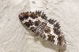 Attēlu rezultāti vaicājumam “Epirrhoe tristata imago”