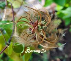 Attēlu rezultāti vaicājumam “Clematis fruit”