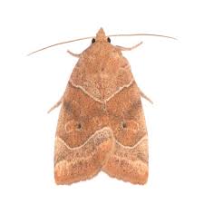 Attēlu rezultāti vaicājumam “Cosmia trapezina”