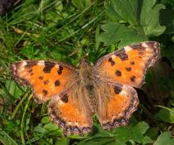 Attēlu rezultāti vaicājumam “Nymphalis polychloros upperside”