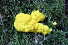 Attēlu rezultāti vaicājumam “Licea pusilla spores”