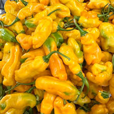 Afbeeldingsresultaat voor mme jeanette hot pepper