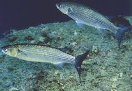 Image result for Chelon labrosus