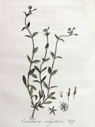 Attēlu rezultāti vaicājumam “Cerastium sylvaticum”