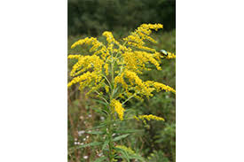 Attēlu rezultāti vaicājumam “Solidago canadensis fruit”