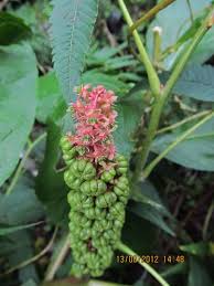 Attēlu rezultāti vaicājumam “Phytolacca acinosa flower”