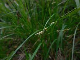 Attēlu rezultāti vaicājumam “Carex remota fruit”