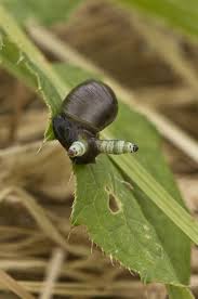 Attēlu rezultāti vaicājumam “Leucochloridium paradoxum”