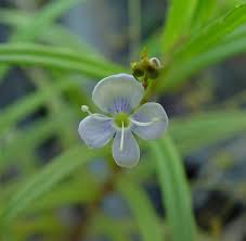 Attēlu rezultāti vaicājumam “Veronica scutellata fruit”