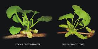 Attēlu rezultāti vaicājumam “Ginkgo biloba female flower”