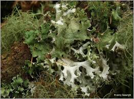 Attēlu rezultāti vaicājumam “Platismatia glauca”