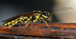 Attēlu rezultāti vaicājumam “Pamphiliidae”