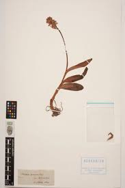 Attēlu rezultāti vaicājumam “Dactylorhiza cruenta”