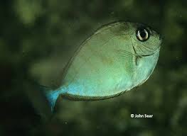 Image result for Naso hexacanthus