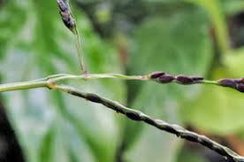 Attēlu rezultāti vaicājumam “Digitaria ischaemum leaf”