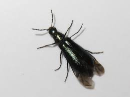 Attēlu rezultāti vaicājumam “Dasytes caeruleus”