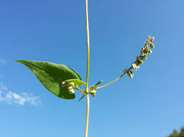 Attēlu rezultāti vaicājumam “Fallopia convolvulus leaf”