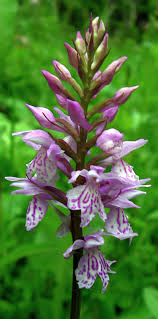 Attēlu rezultāti vaicājumam “Dactylorhiza maculata”